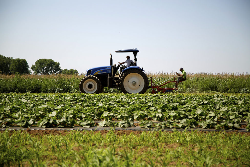 Farmer in field