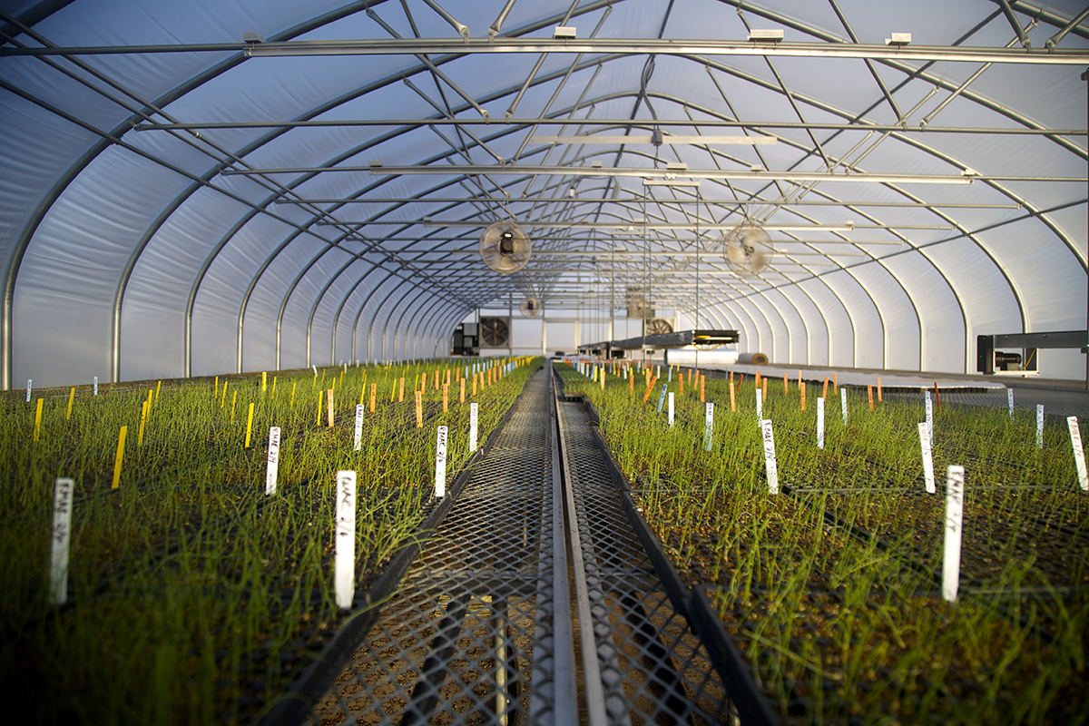 Profeta indoor farming